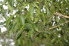 Cleidion javanicum